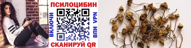 omg зеркало  Реутов  Псилоцибиновые грибы Psilocybe 